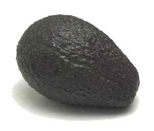 haas avocado